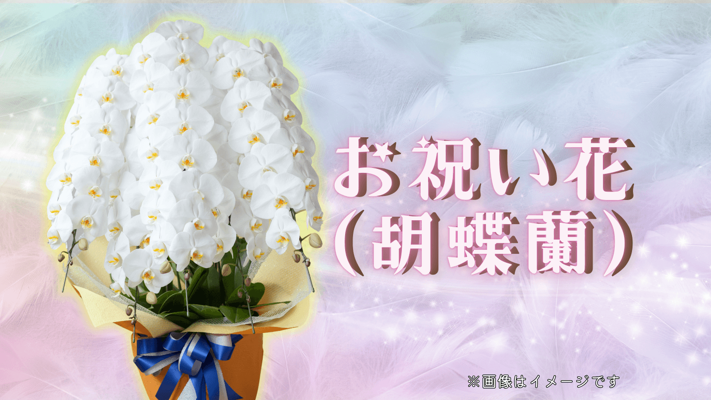 祝花（胡蝶蘭）